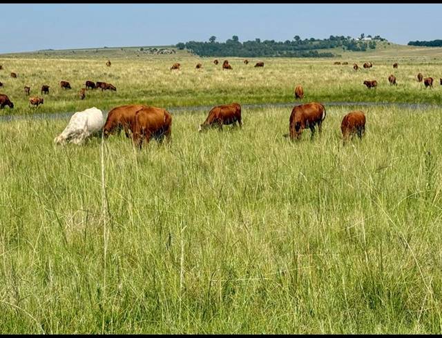 FARM FOR SALE IN BETHLEHEM RURAL